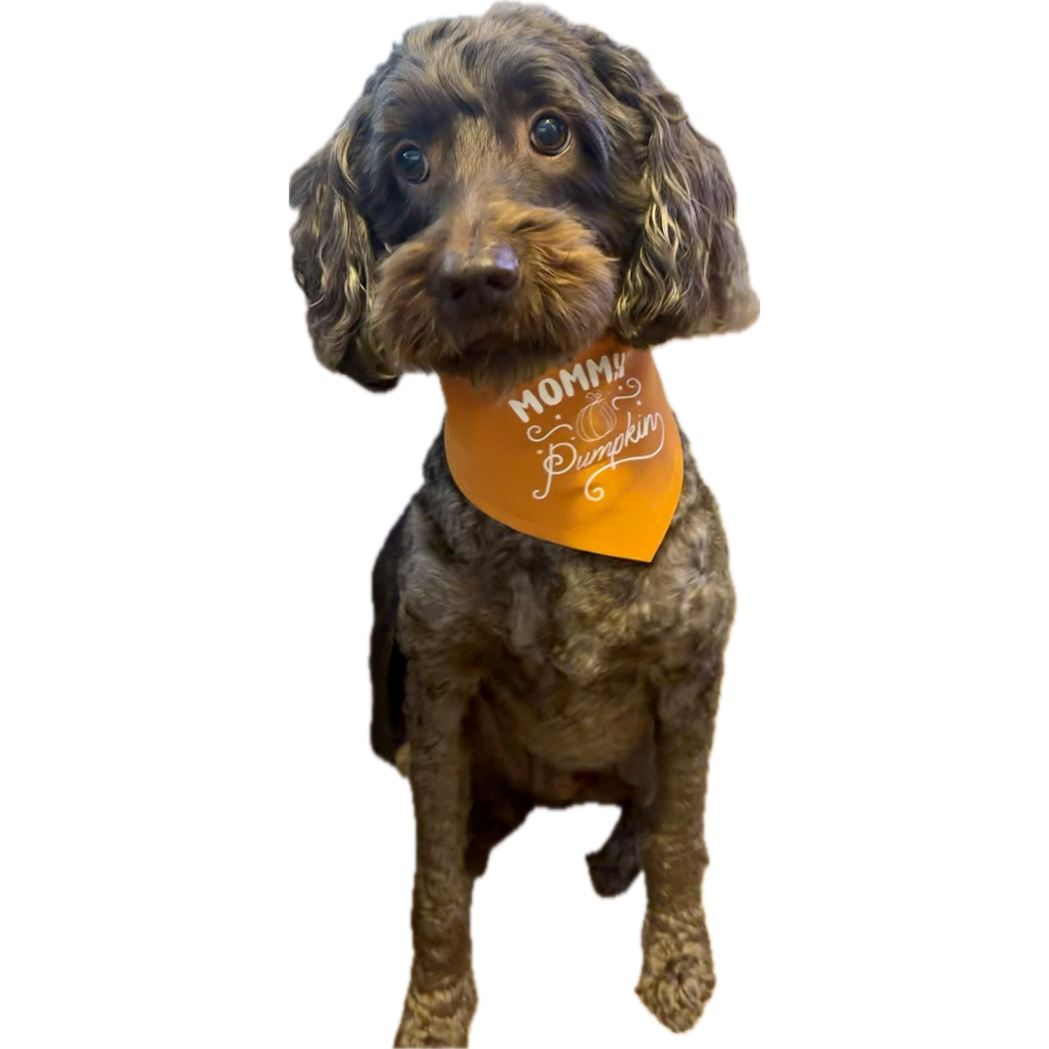 Aristopet Orange Mommy's Pumpkin Dog Bandana, Extra Small/Small