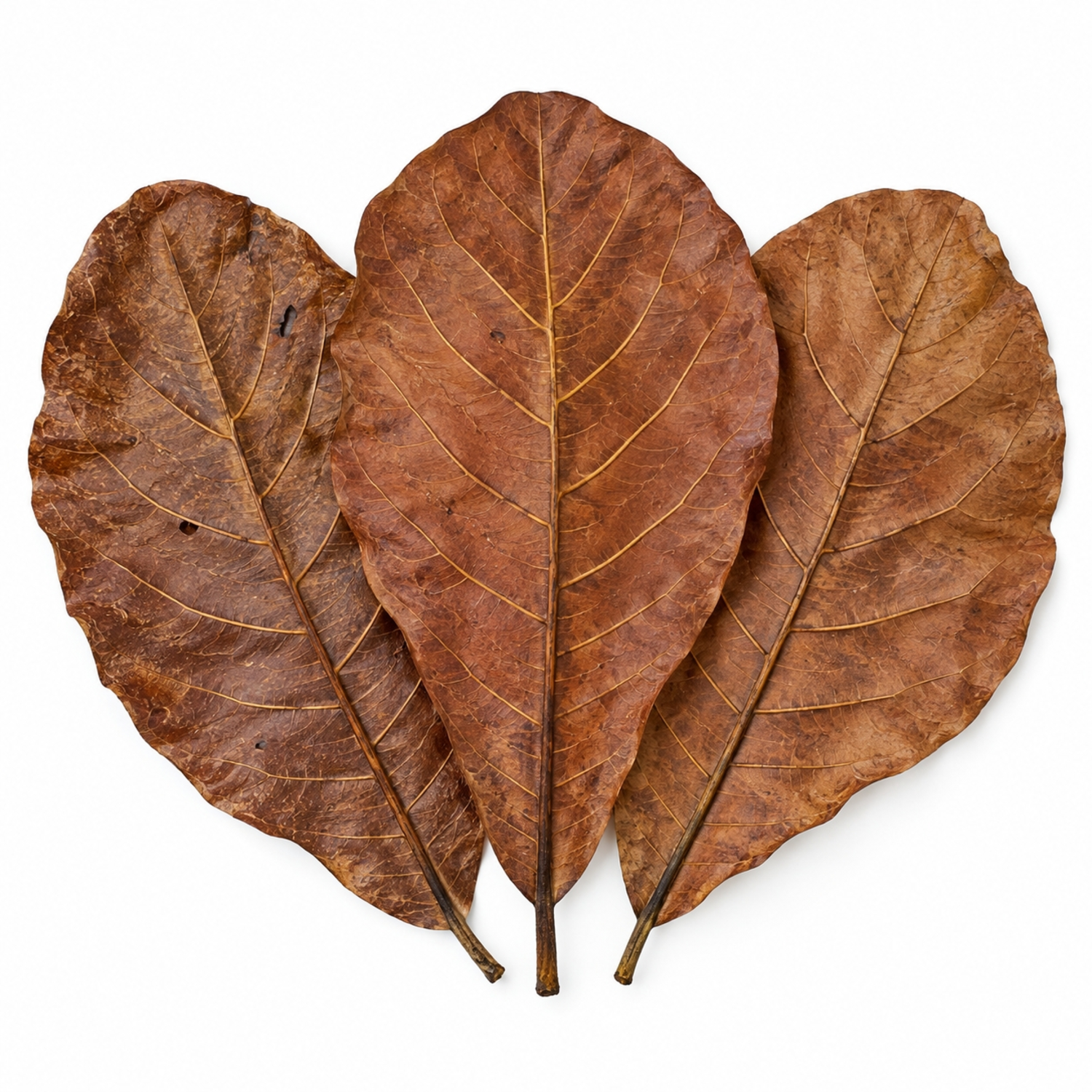 Hydroasis Catappa Leaves Large 3-Pack