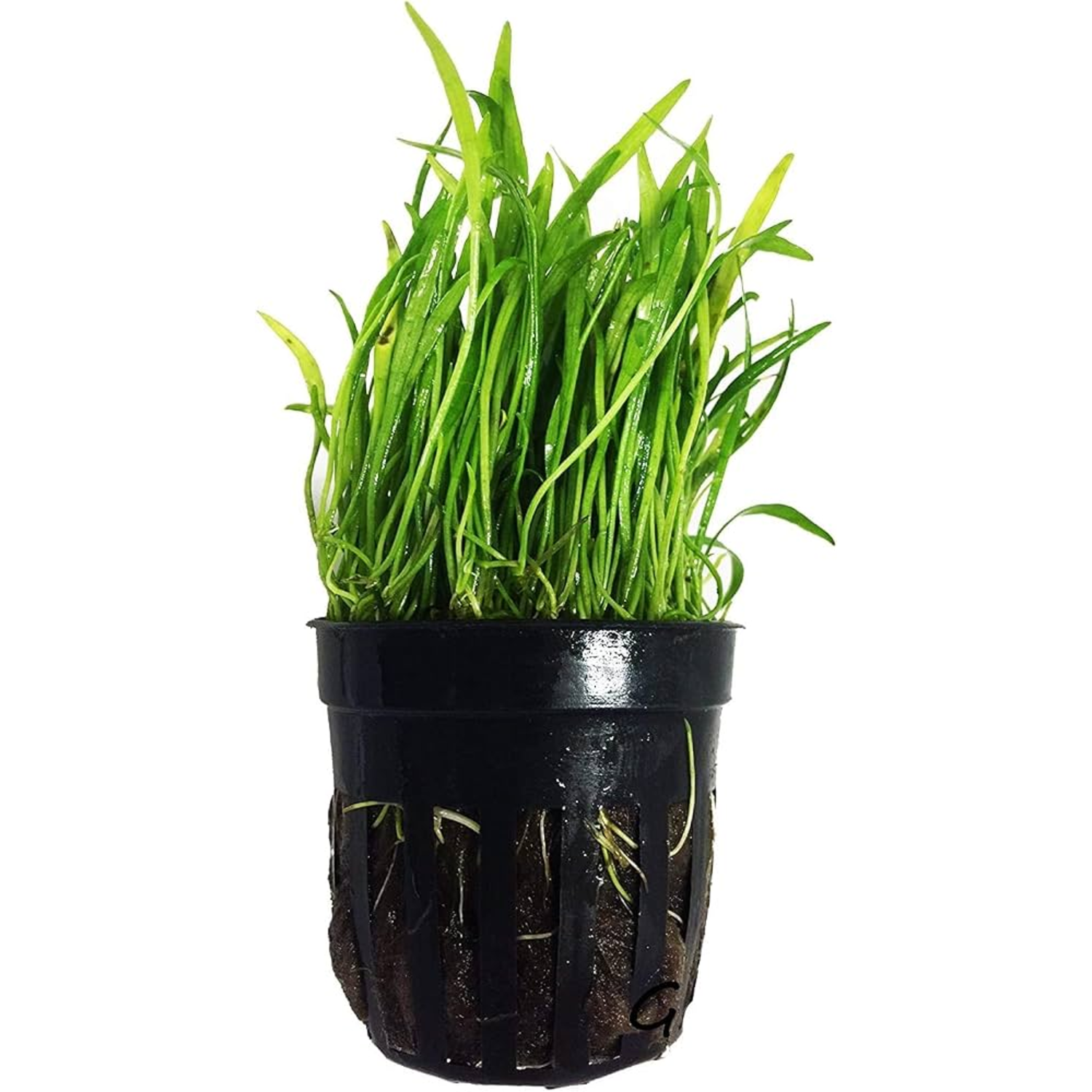 Micro Sword Potted