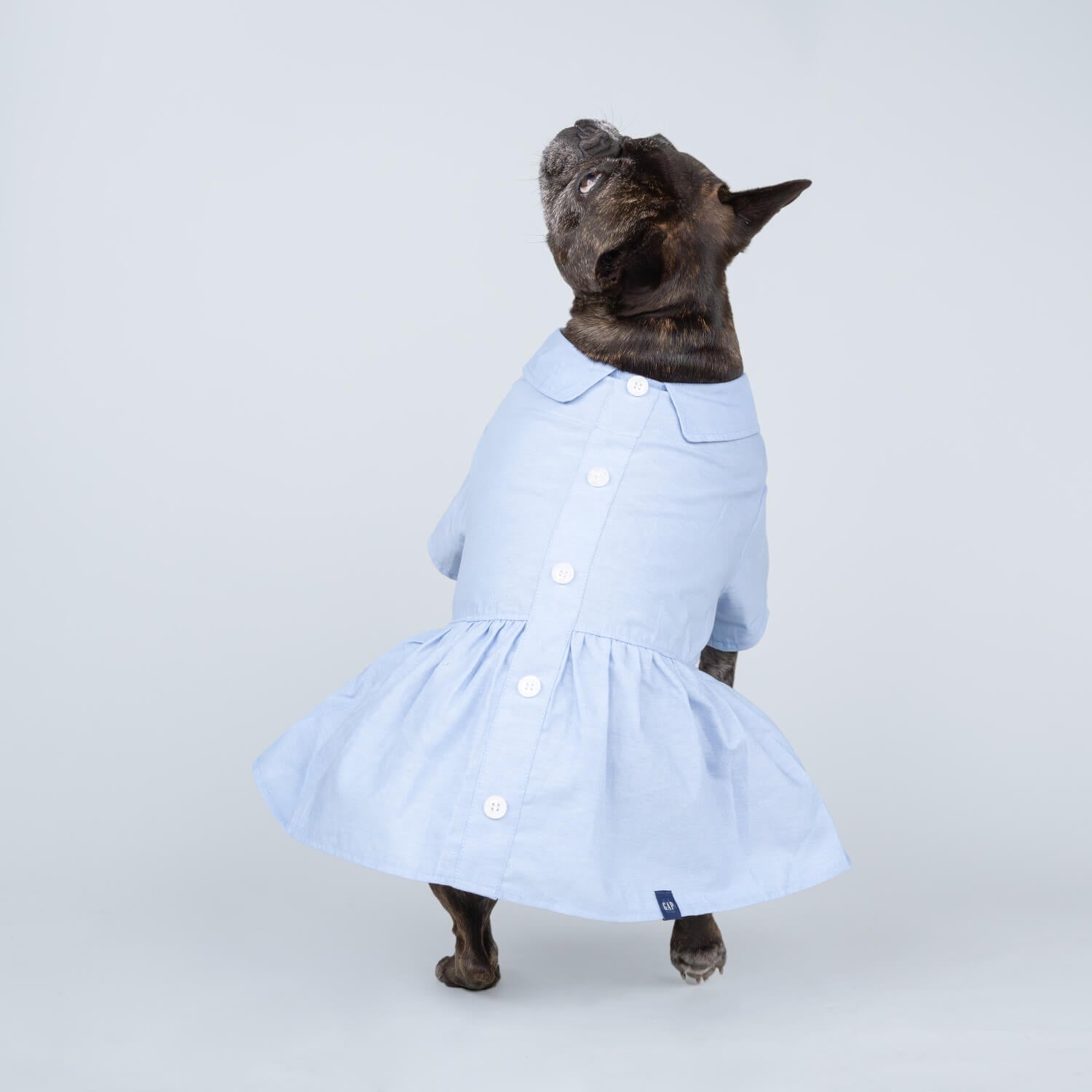 green emerald velvet dress Designer Handmade Navy Blue Trailing Dog Party Dress