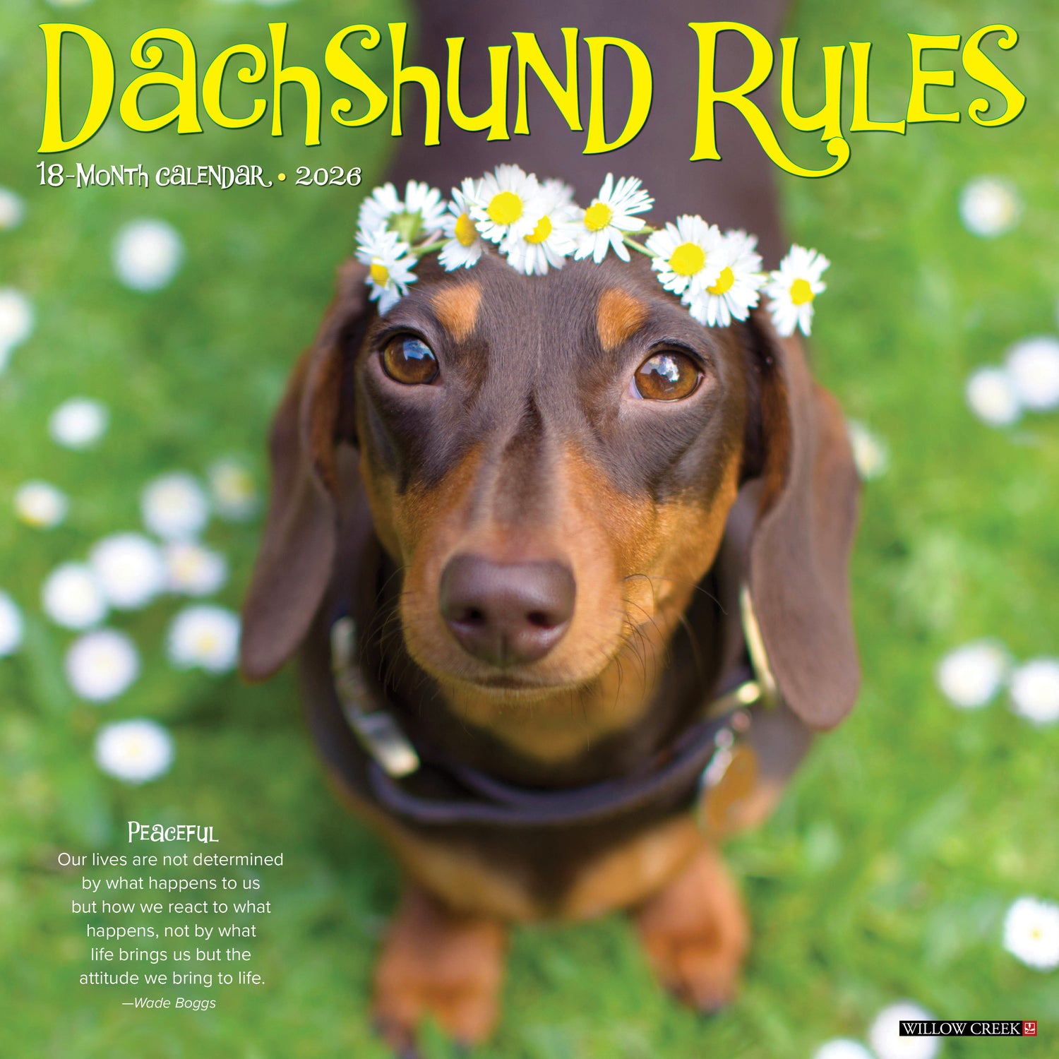 Willow Creek Press 2026 Dachshund Rules Wall Calendar