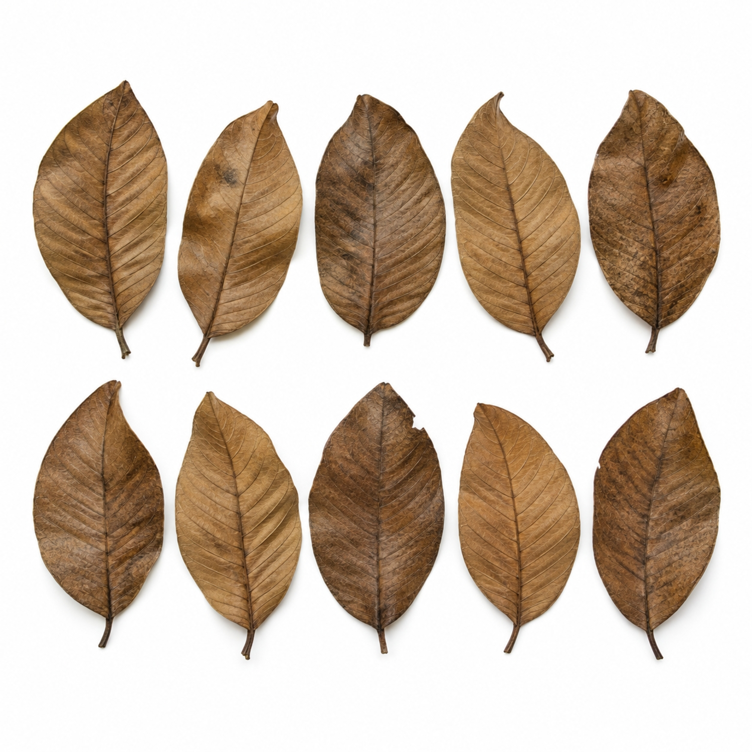 Hydroasis Guava Leaves 10-Pack