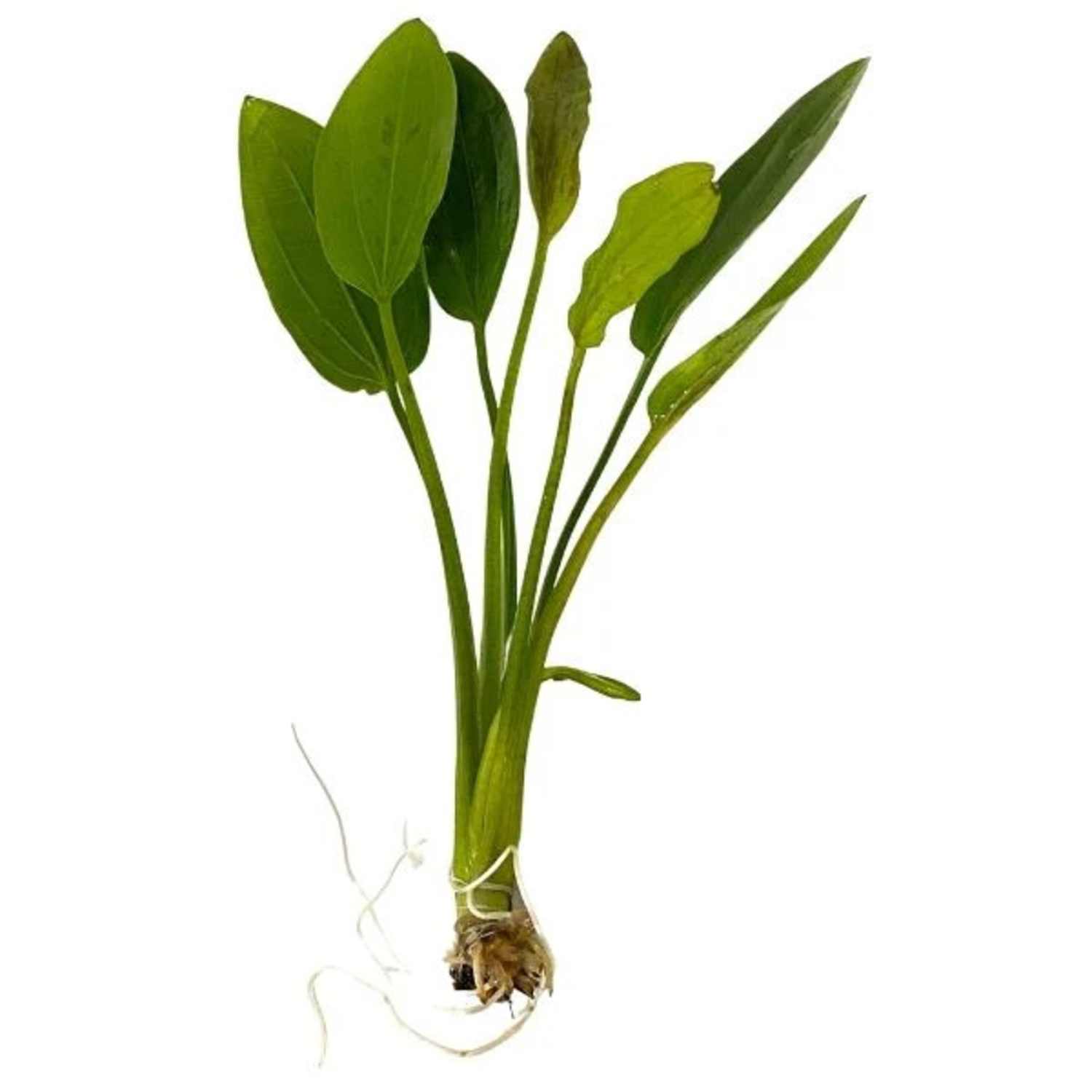 Small Radican Sword