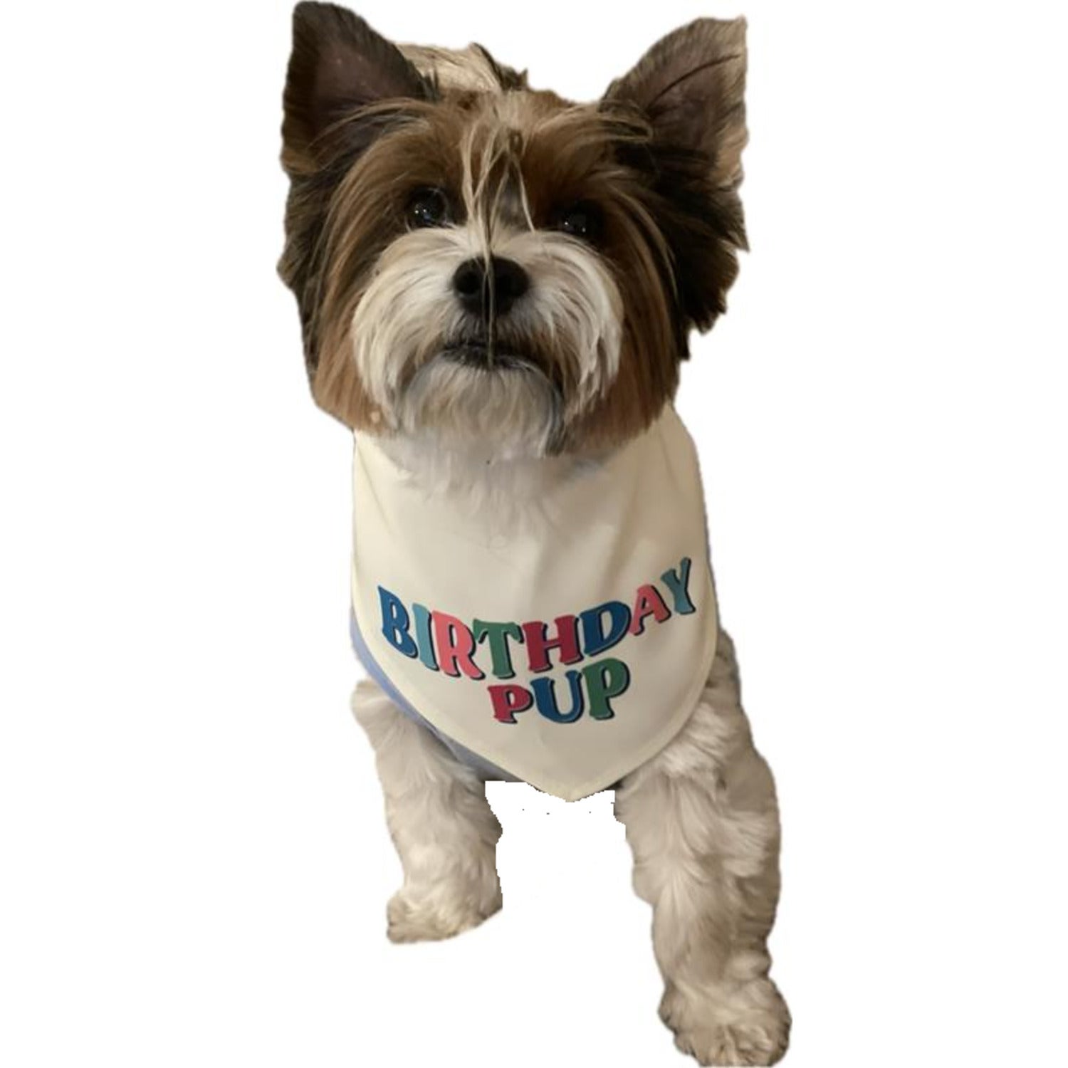 Bailey & Bella Birthday Pup Dog Bandana, Medium/Large