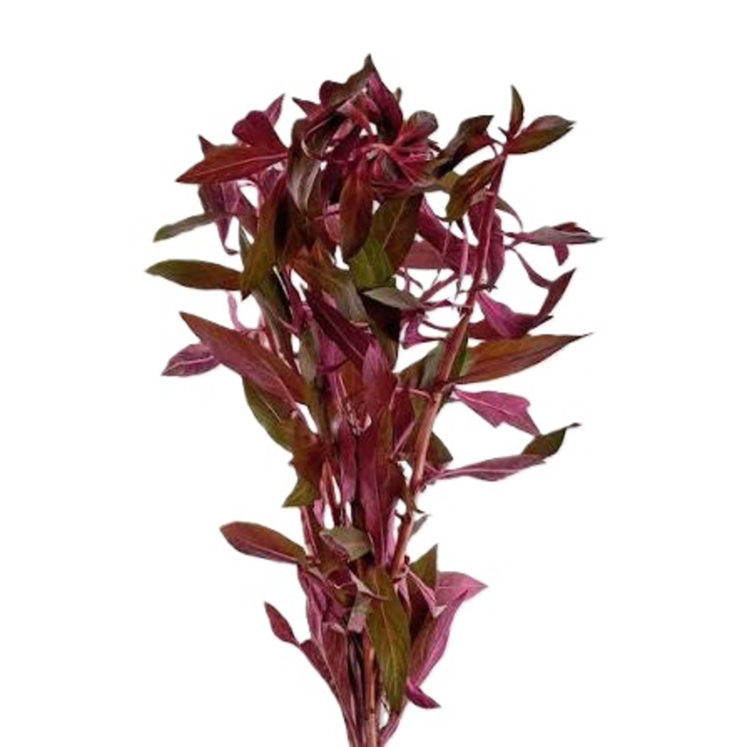 Ludwigia Peruensis