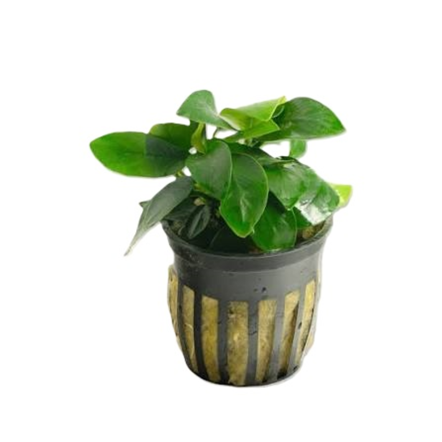 Anubias Nana Potted
