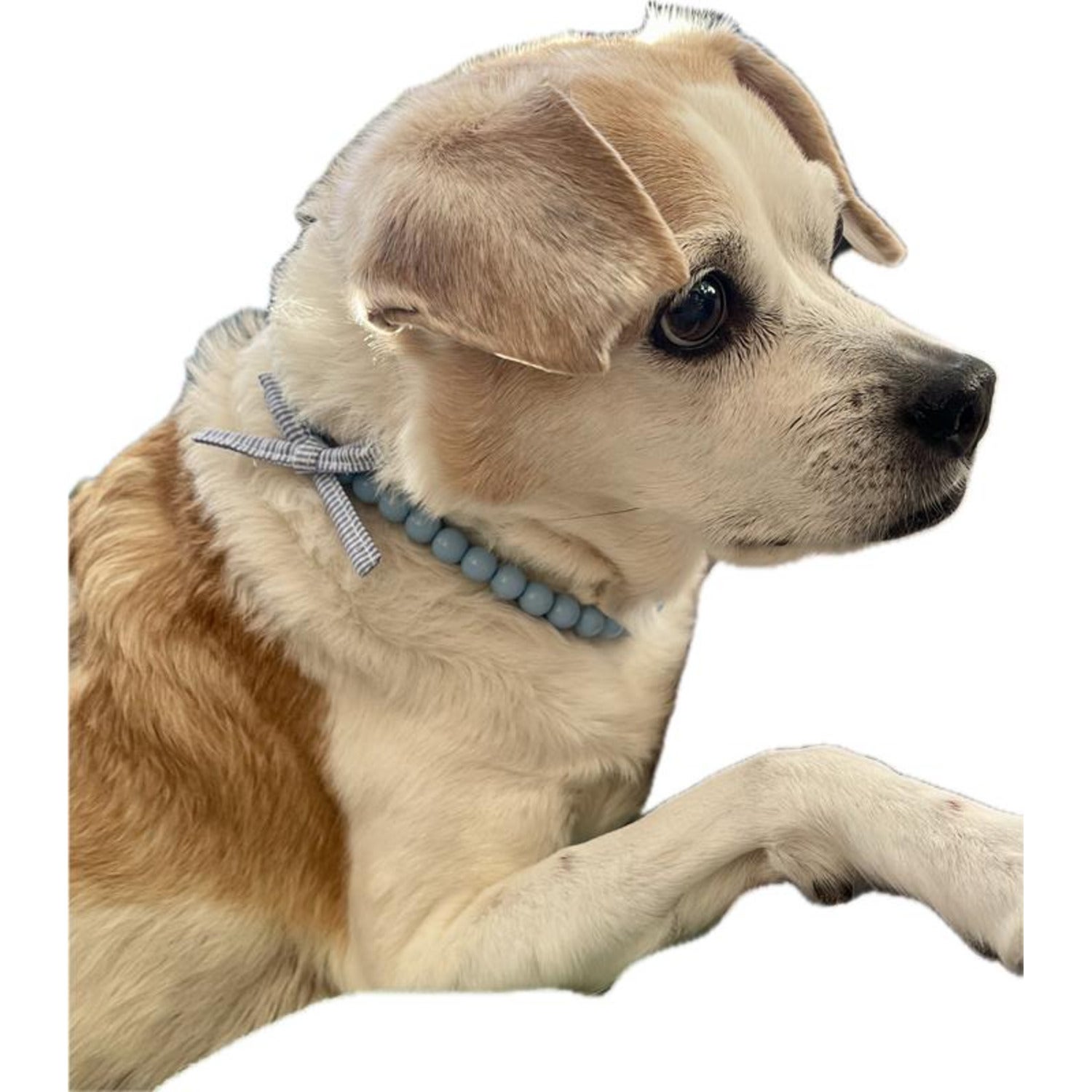 Bailey & Bella Blue Bead With A Gingham Bow Dog Necklace, Medium/Large