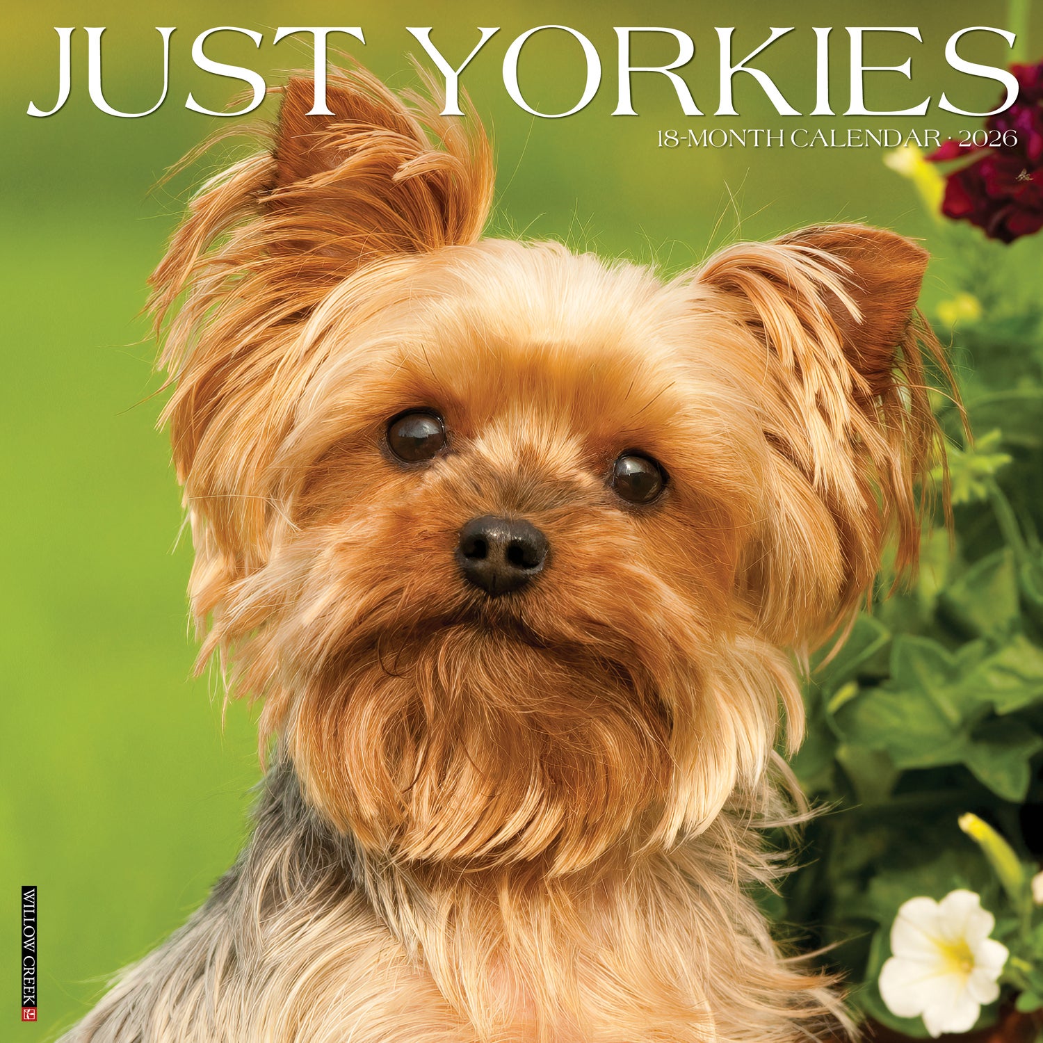 Willow Creek Press 2026 Yorkies Wall Wall Calendar