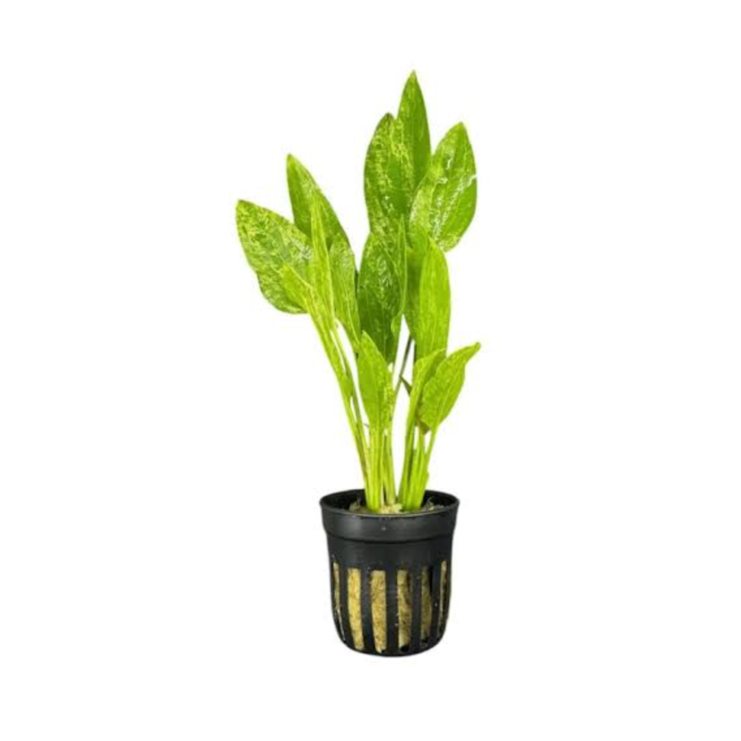 Radican Potted
