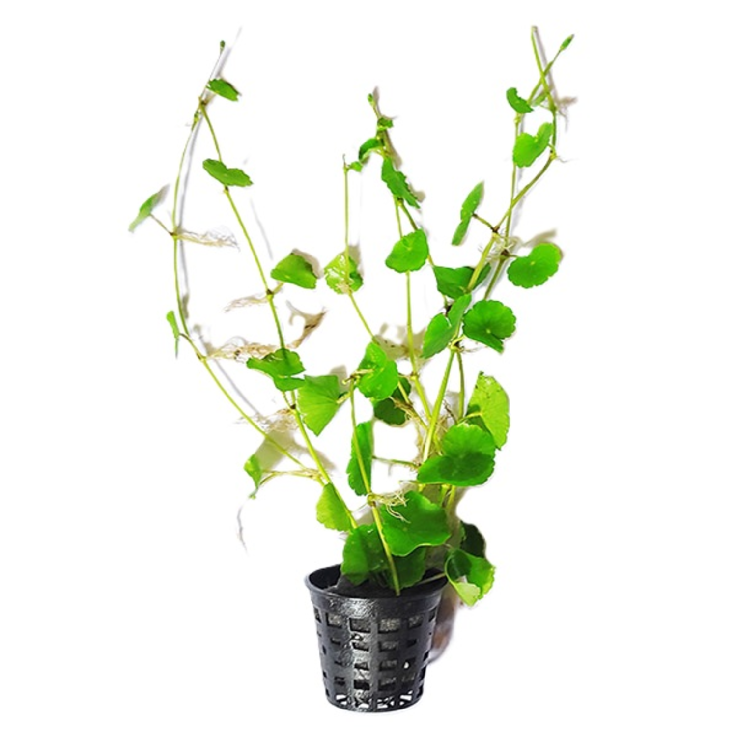 Pennywort Potted