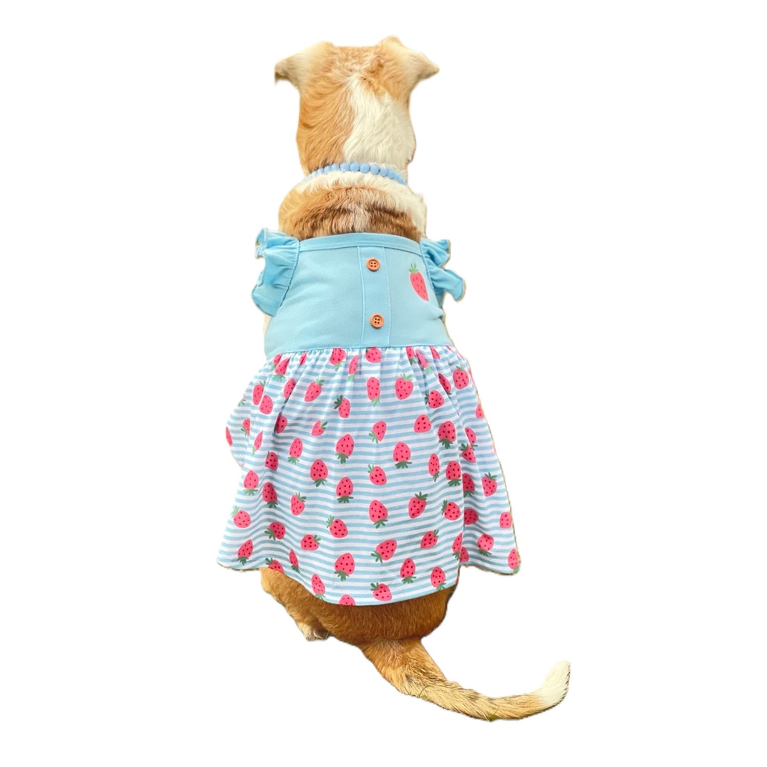 Bailey & Bella Blue Strawberry Stripe Ruffle Dog Dress, Large
