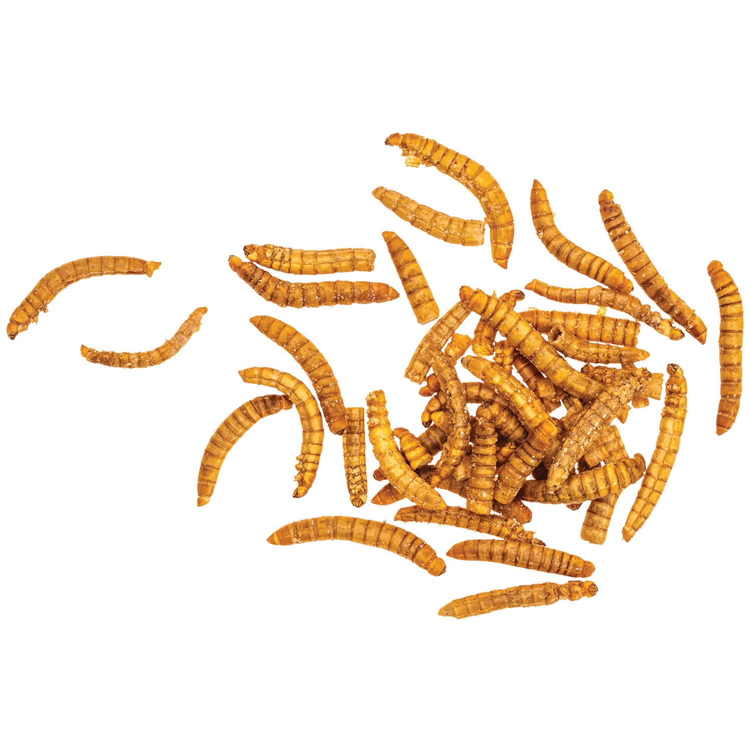 Live Mealworms, 50 Count
