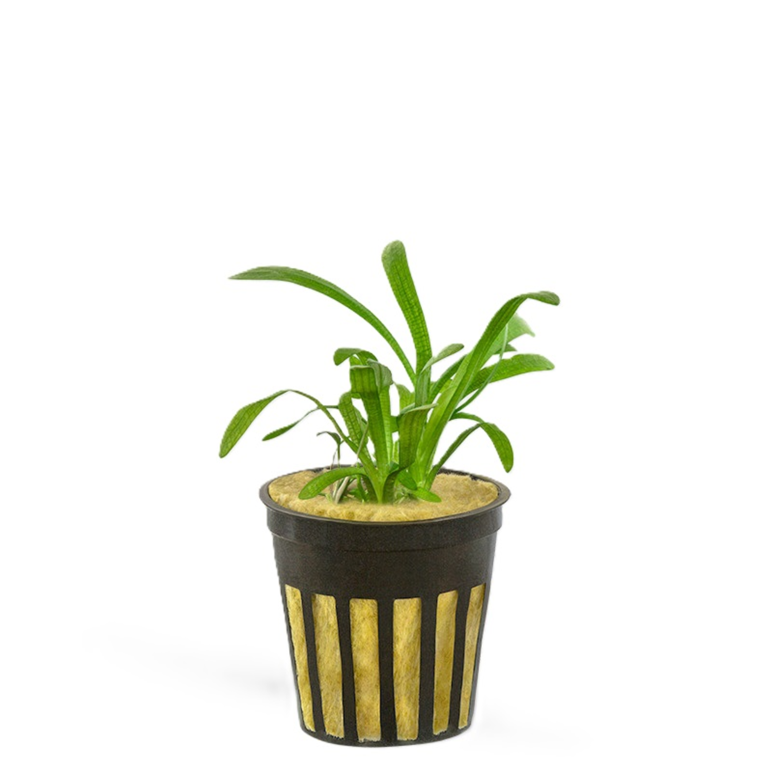 Sagittaria, Dwarf Potted