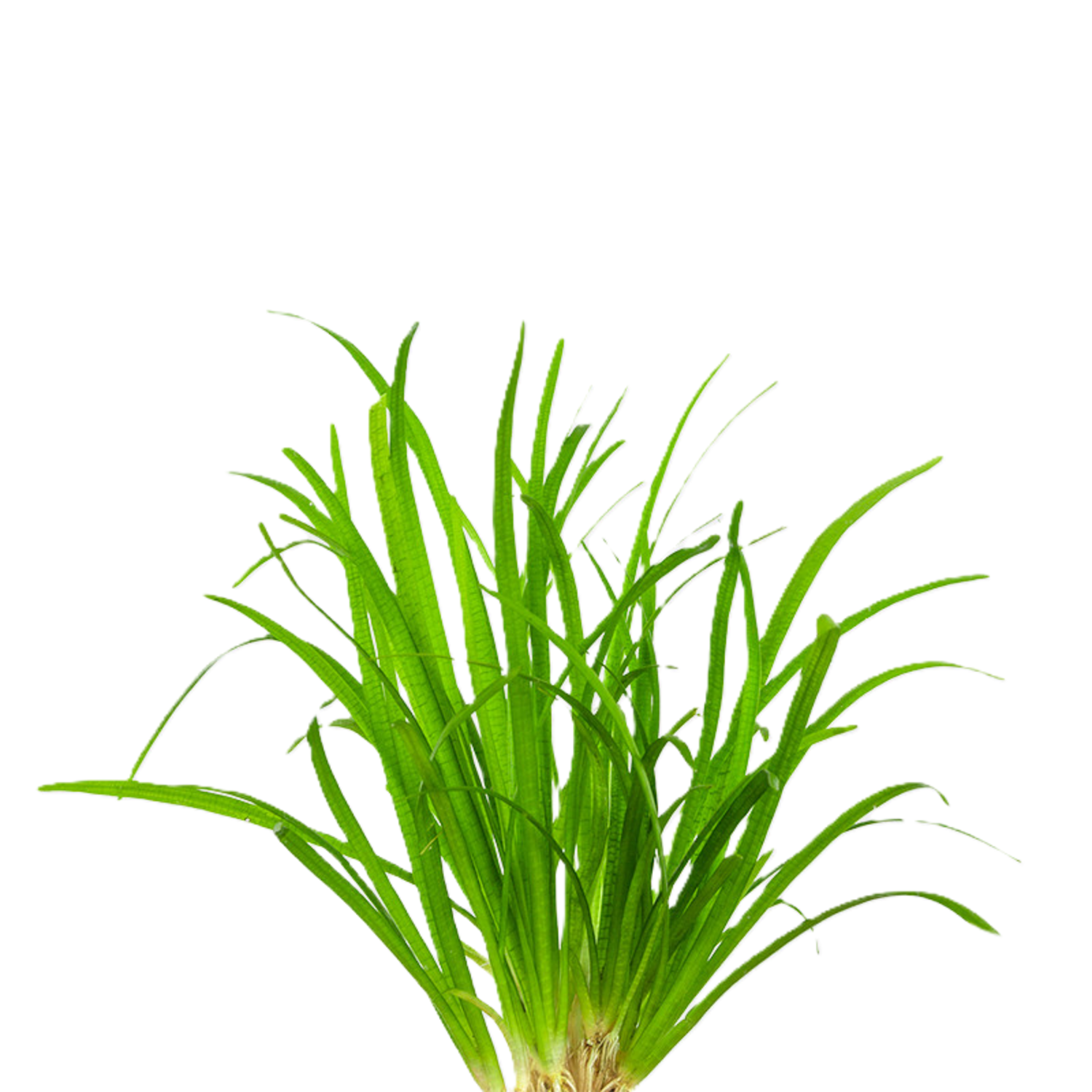 Subulata Bunch