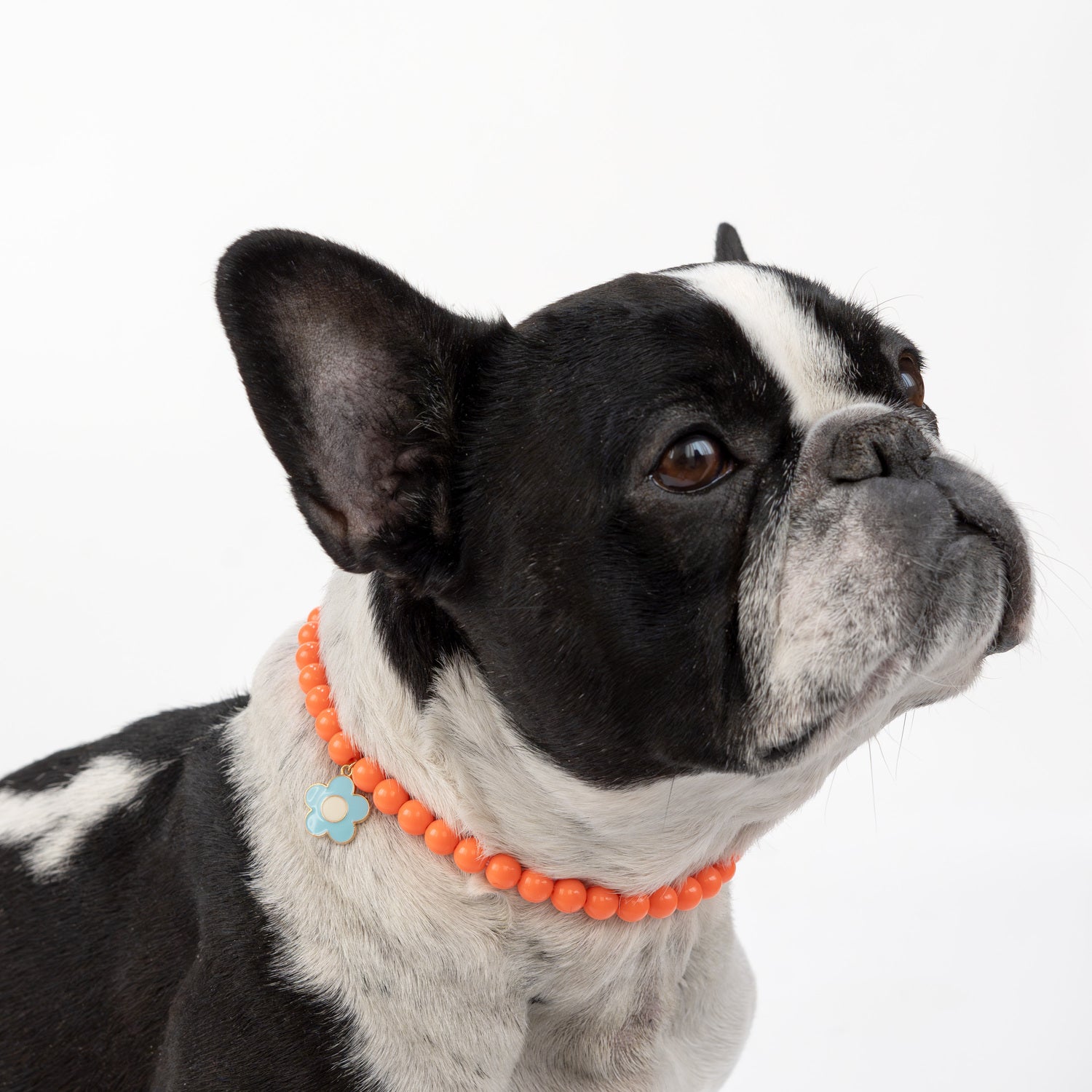 Simply Dog Orange Beads With Blue Charm Dog Necklace