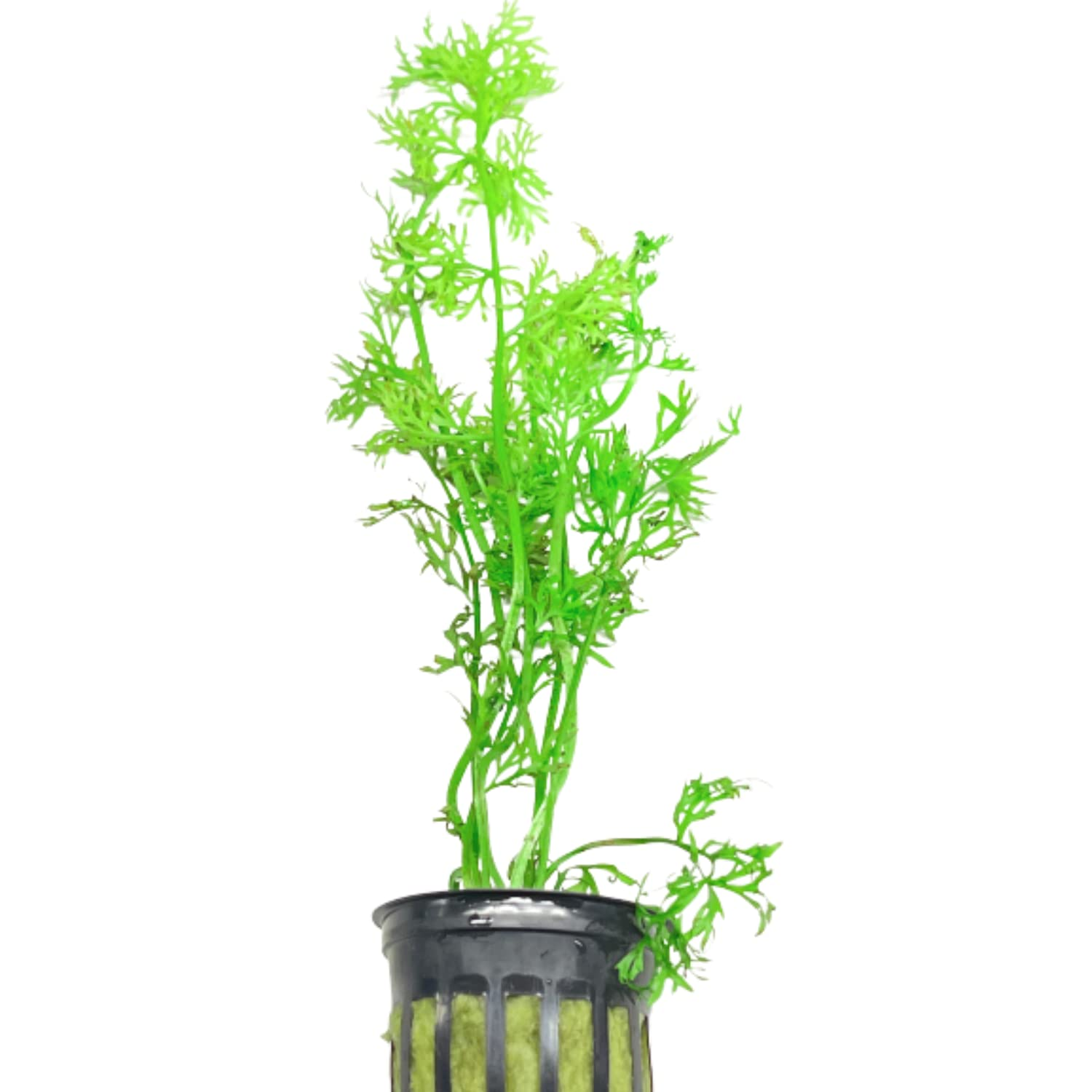 Water Sprite Potted