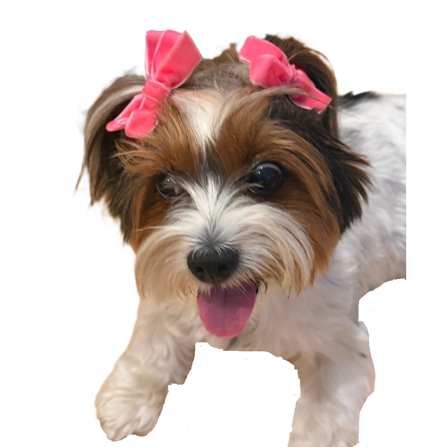 Aristopet Pink Dog Hair Bows With Elastic Backs, 2-Pack