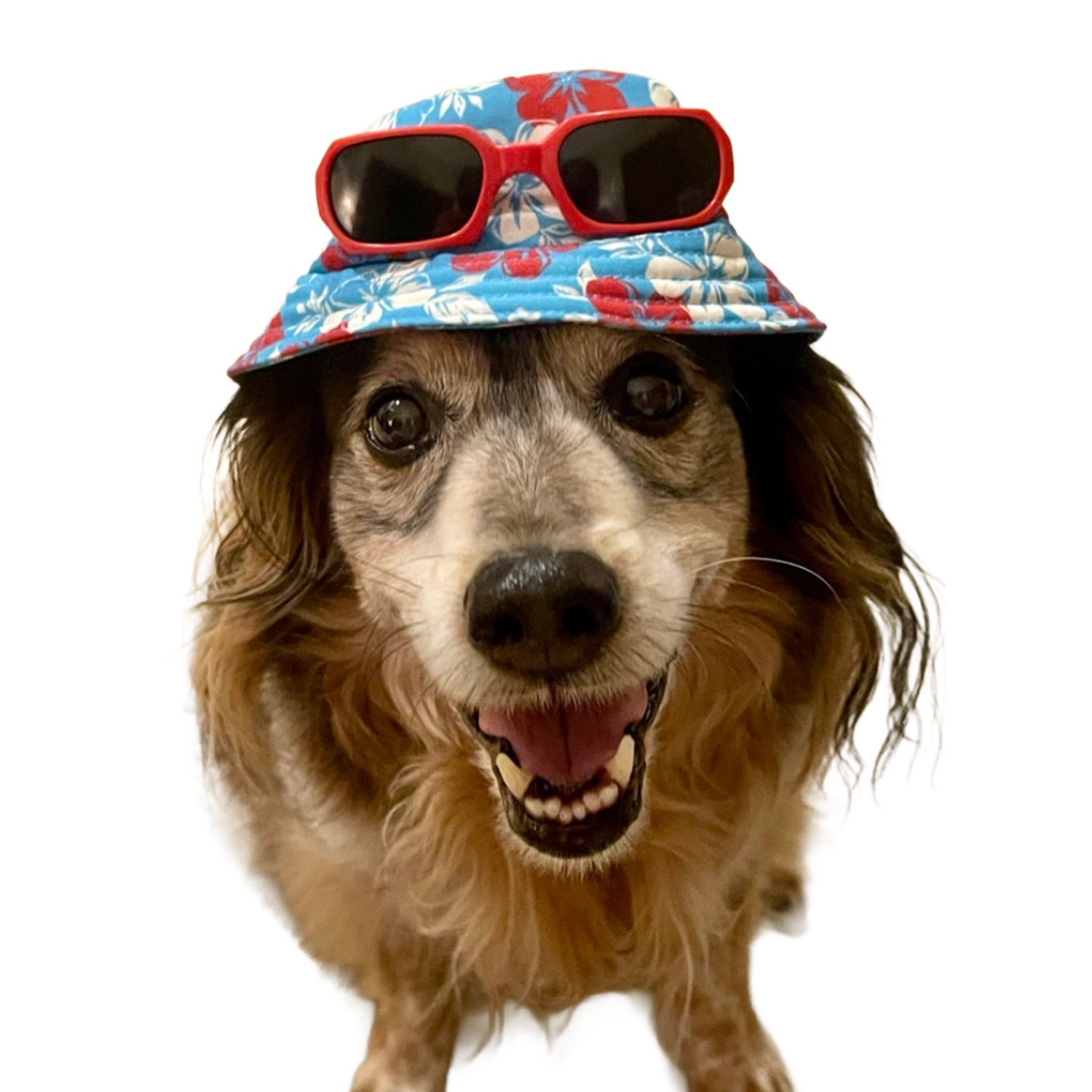 Bailey & Bella Blue Hibiscus Print Bucket Dog Hat, Extra Small/Small