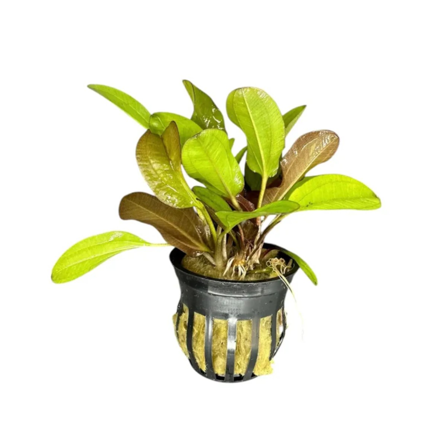 Kleiner Bared Potted