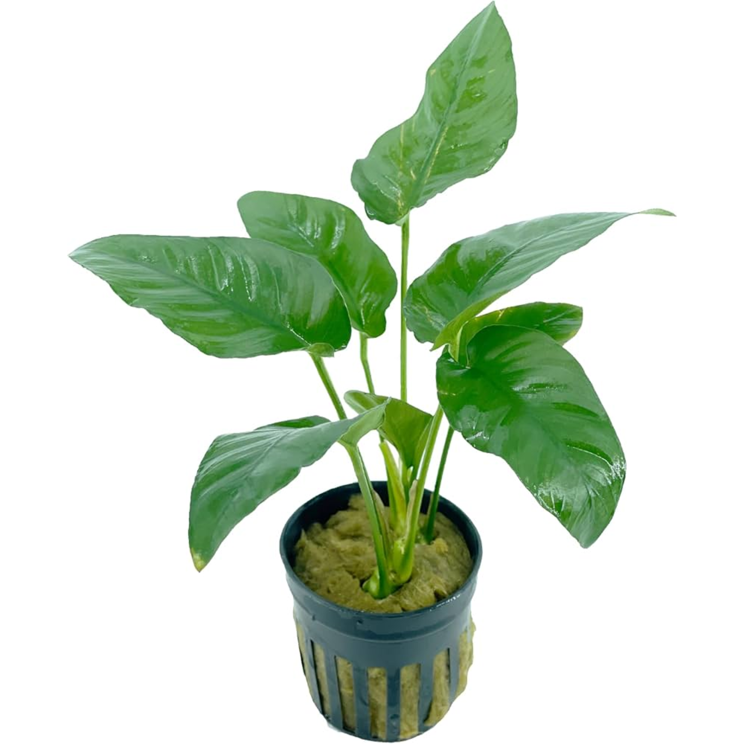 Anubias Barteri Potted