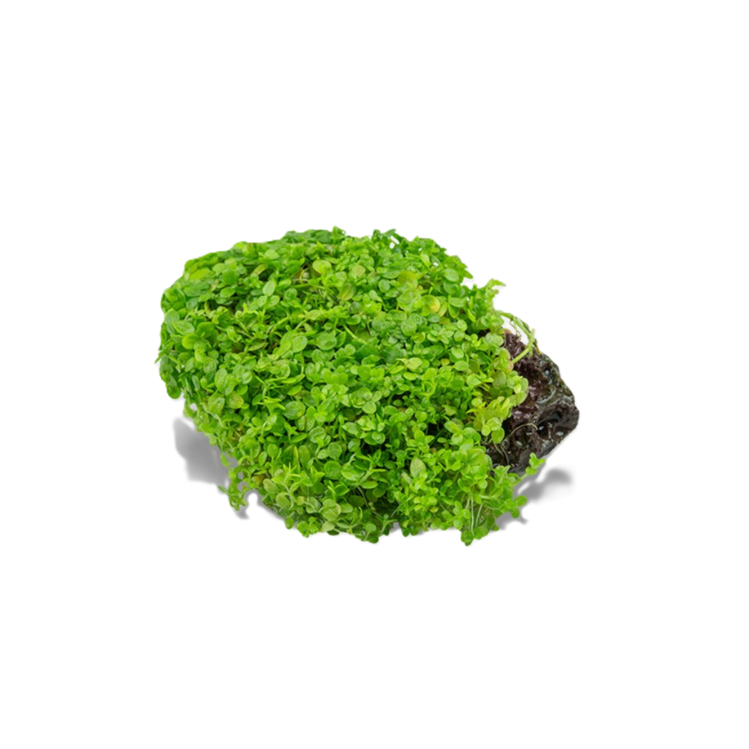 Dwarf Baby Tears On Rock