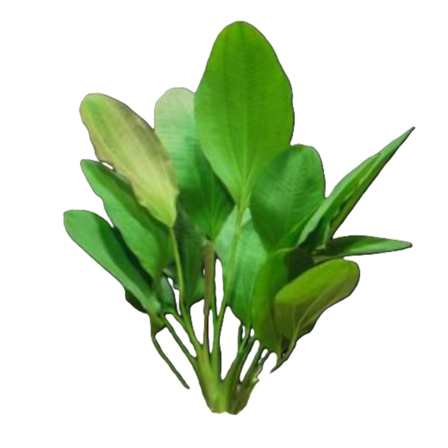 Oriental Potted