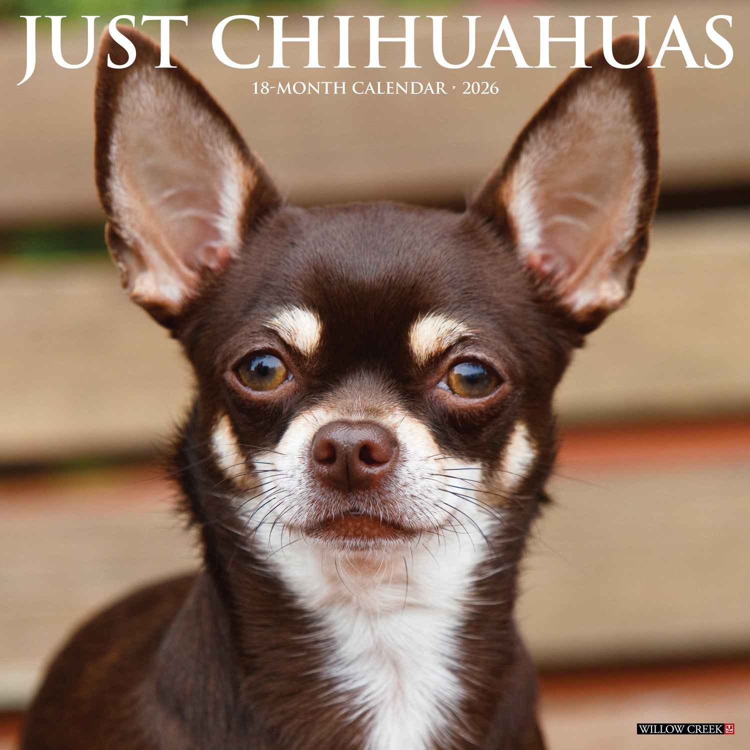 Willow Creek Press 2026 Chihuahuas Wall Calendar
