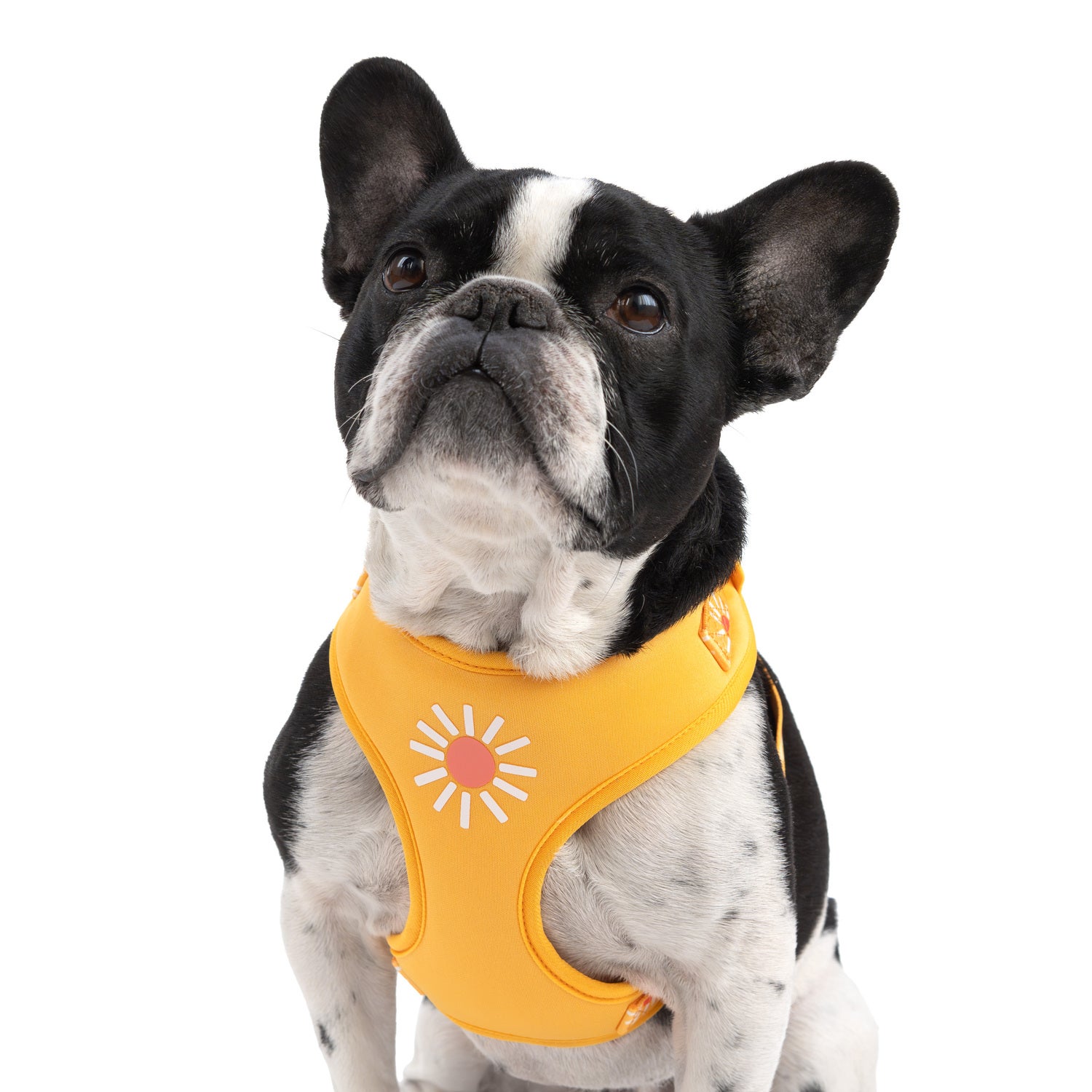 Simply Dog Sunshine Dog Harness, Orange