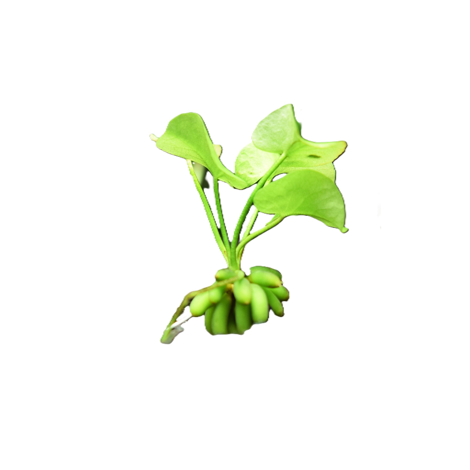 Banana Plant