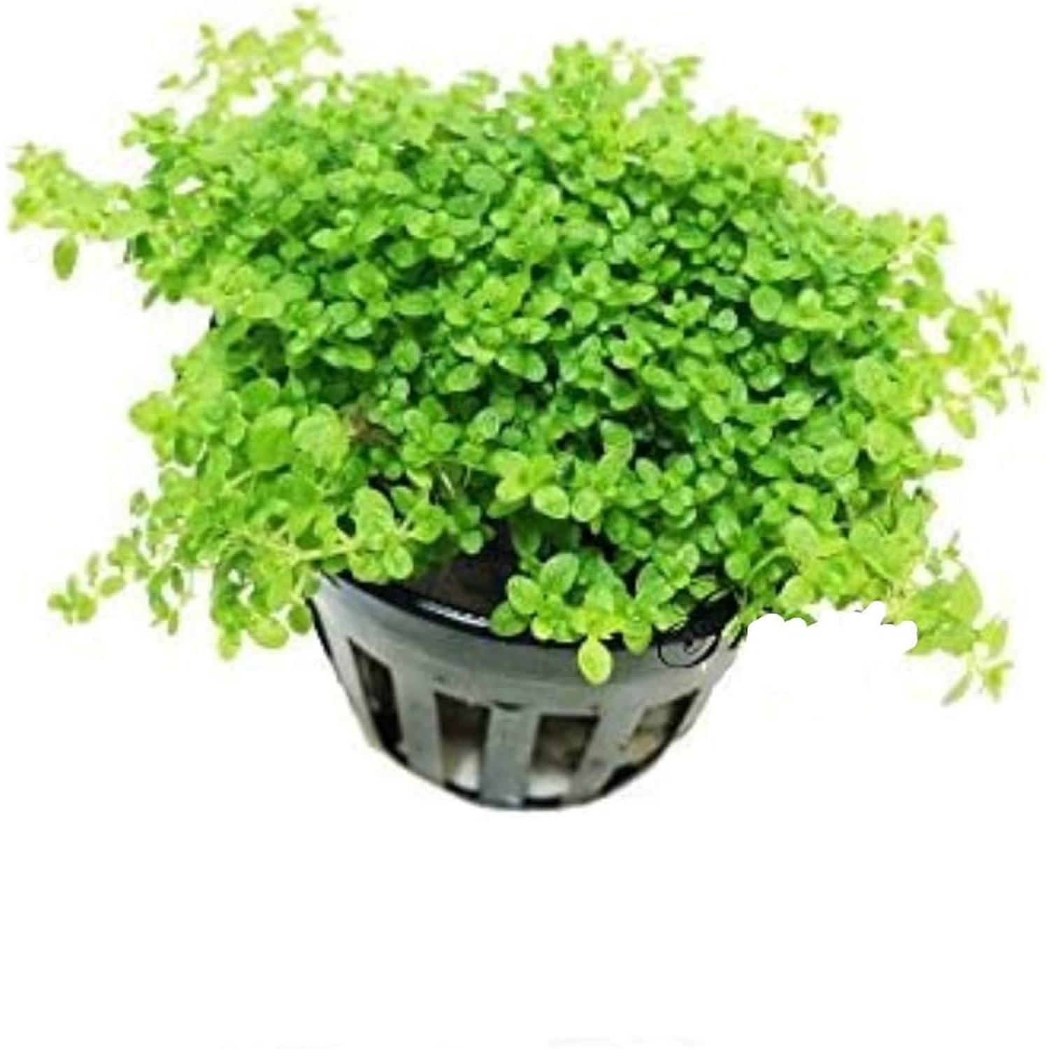 Baby Tears, Dwarf Potted