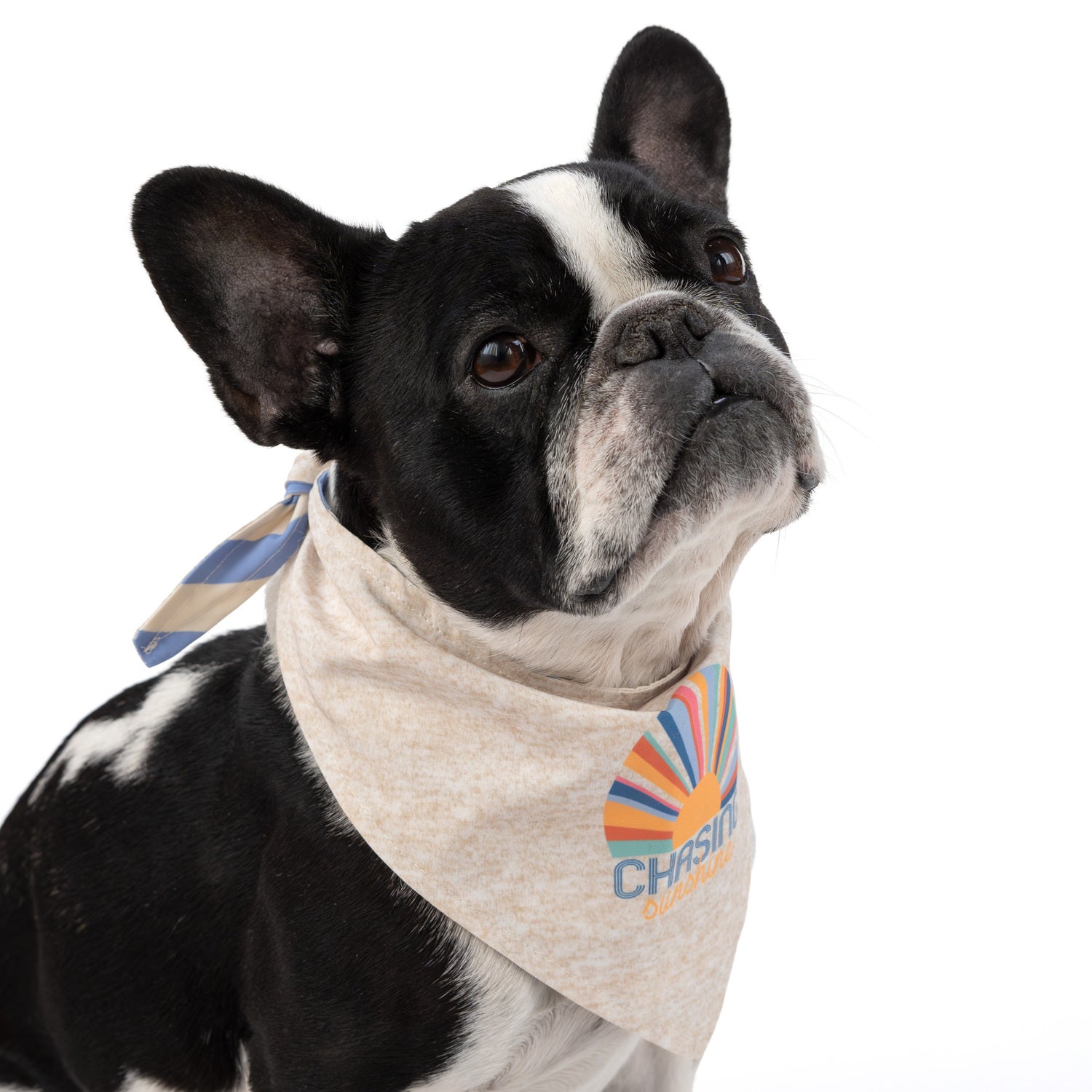 Simply Dog Reversible Chasing Sunshine Dog Bandana