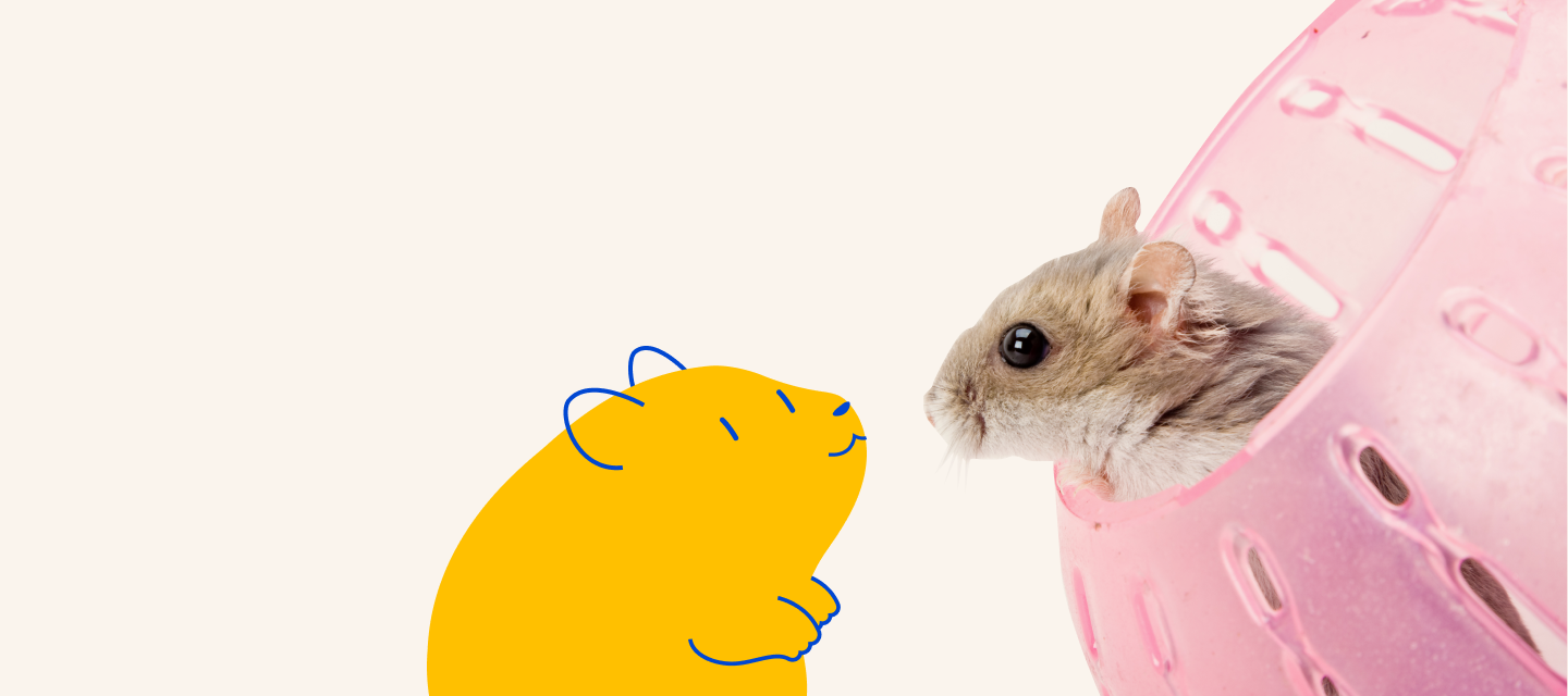 Pet supermarket discount hamster price