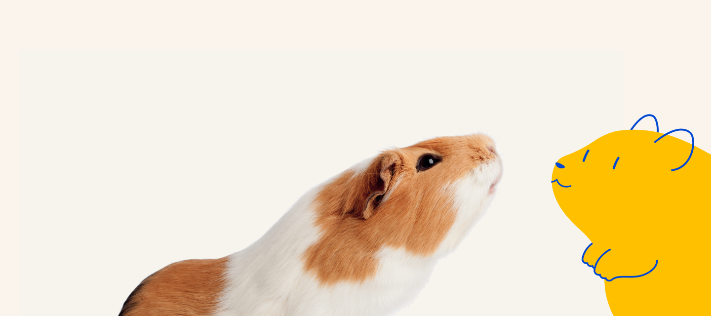 Pet supermarket discount hamster price