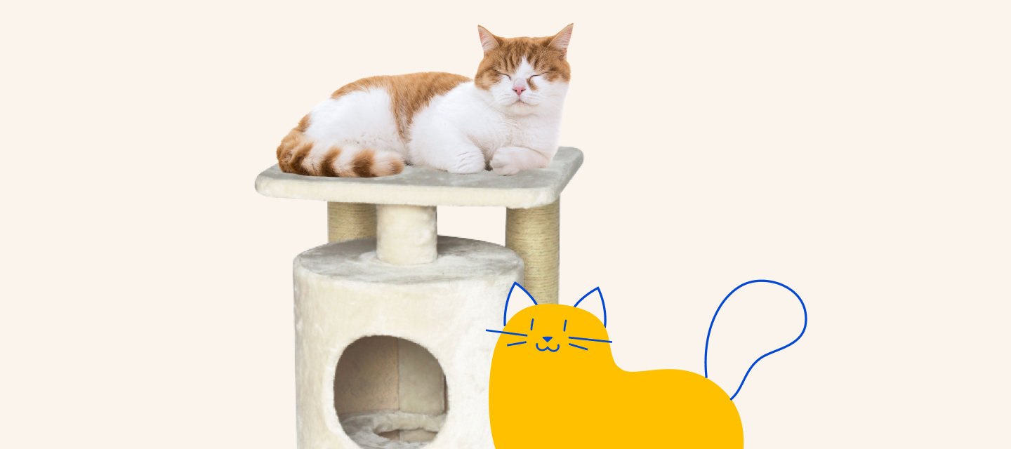 Kitty supplies clearance